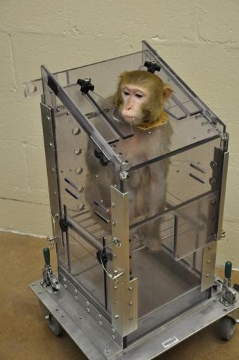 nonhuman primate restraint chair neck plate