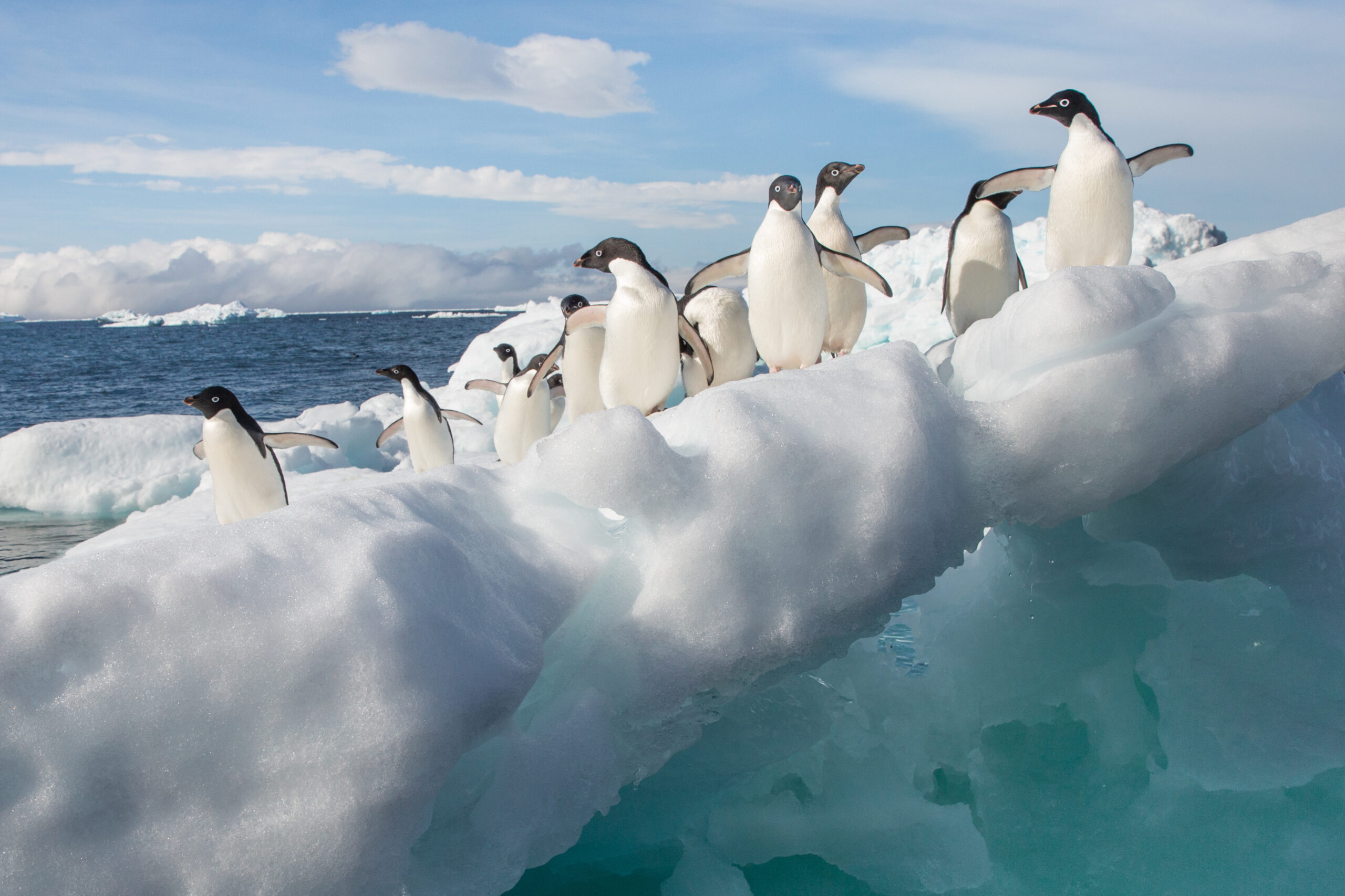 Veinte años caminando entre pingüinos antárticos