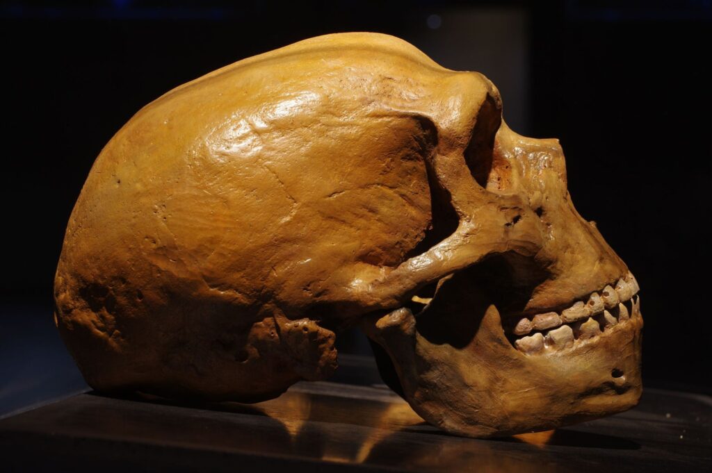 neanderthal skull 1
