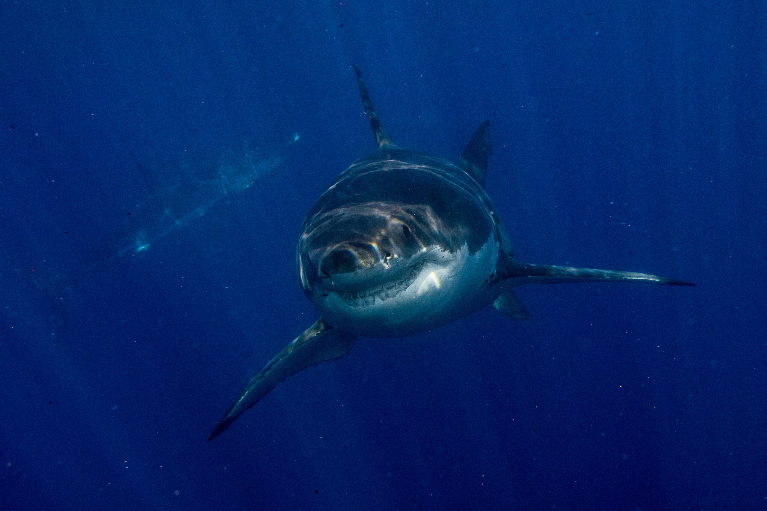 ¿Está justificada la mala fama del gran tiburón blanco?