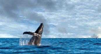 El Tratado de los Océanos: un acuerdo histórico para proteger la biodiversidad marina