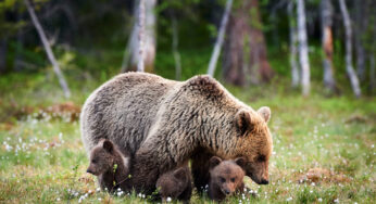 El oso pardo cantábrico expande su territorio tras décadas de disminución