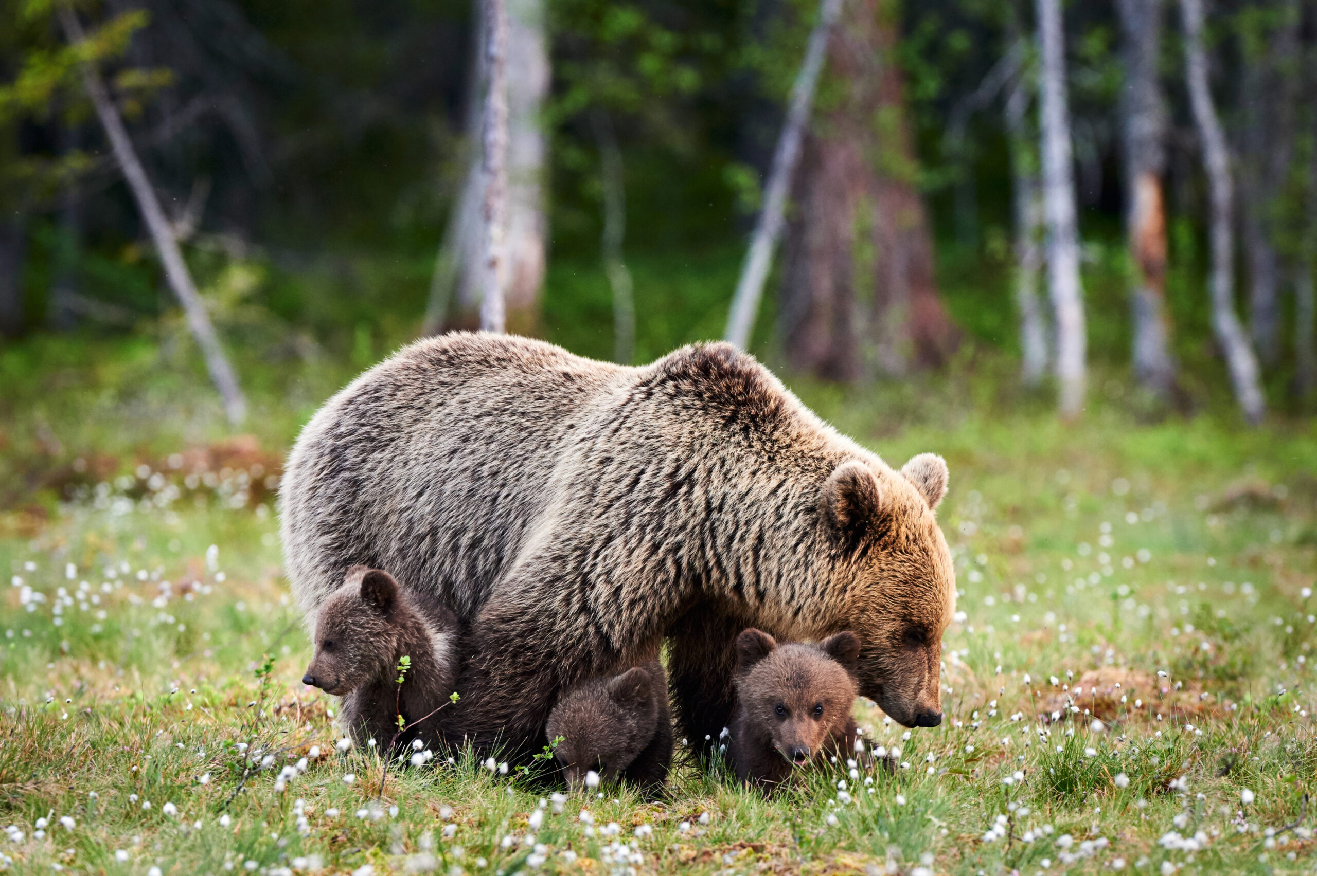 El oso pardo cantábrico expande su territorio tras décadas de disminución