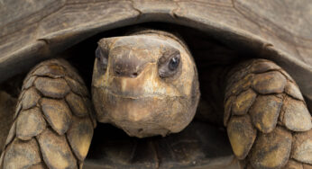 La ciencia descubre el secreto mejor guardado de las tortugas para vivir tanto