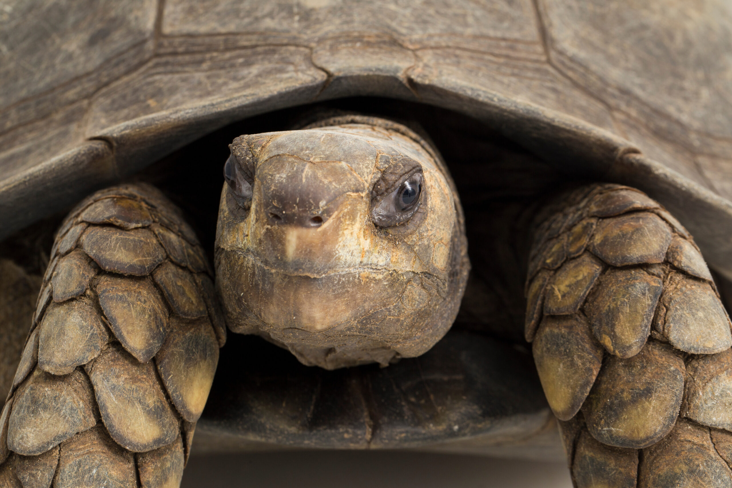 La ciencia descubre el secreto mejor guardado de las tortugas para vivir tanto