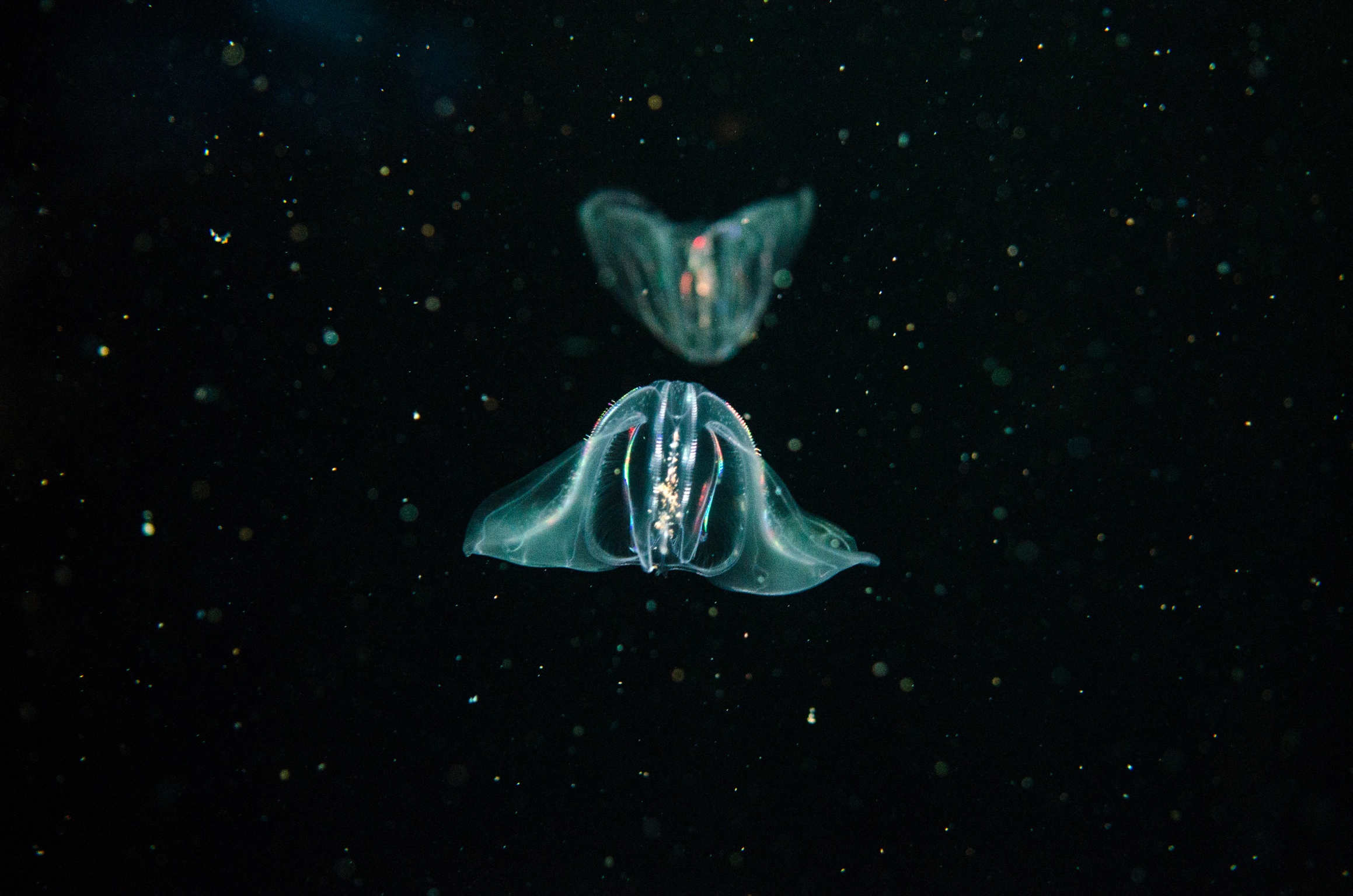 Sorprendentes animales marinos desvelan claves sobre la evolución del sistema nervioso