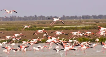 La evidencia científica es contundente: la explotación del acuífero está causando graves impactos en Doñana