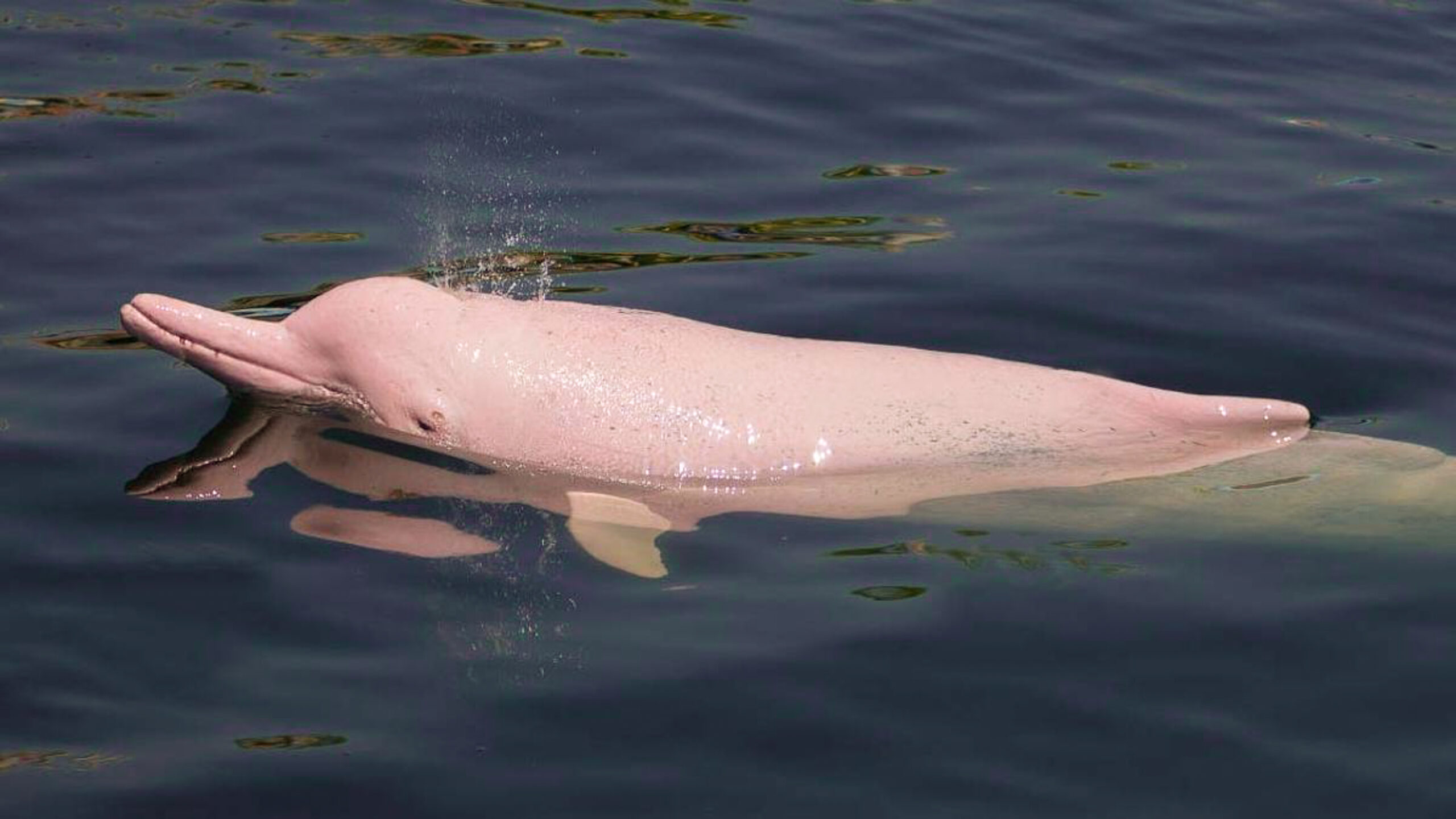 «Escuchan» a los delfines del Amazonas para salvarlos de la extinción