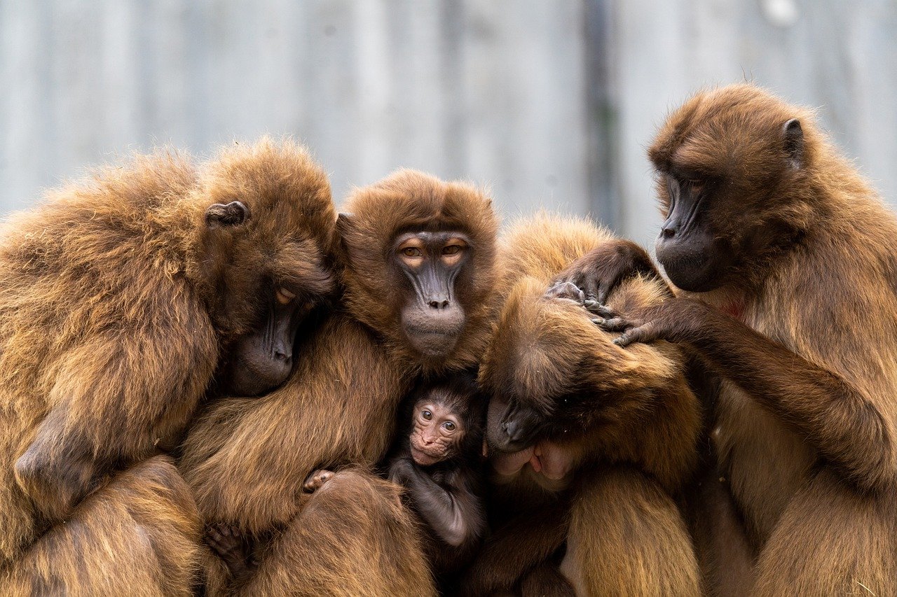 apes, monkeys, primates