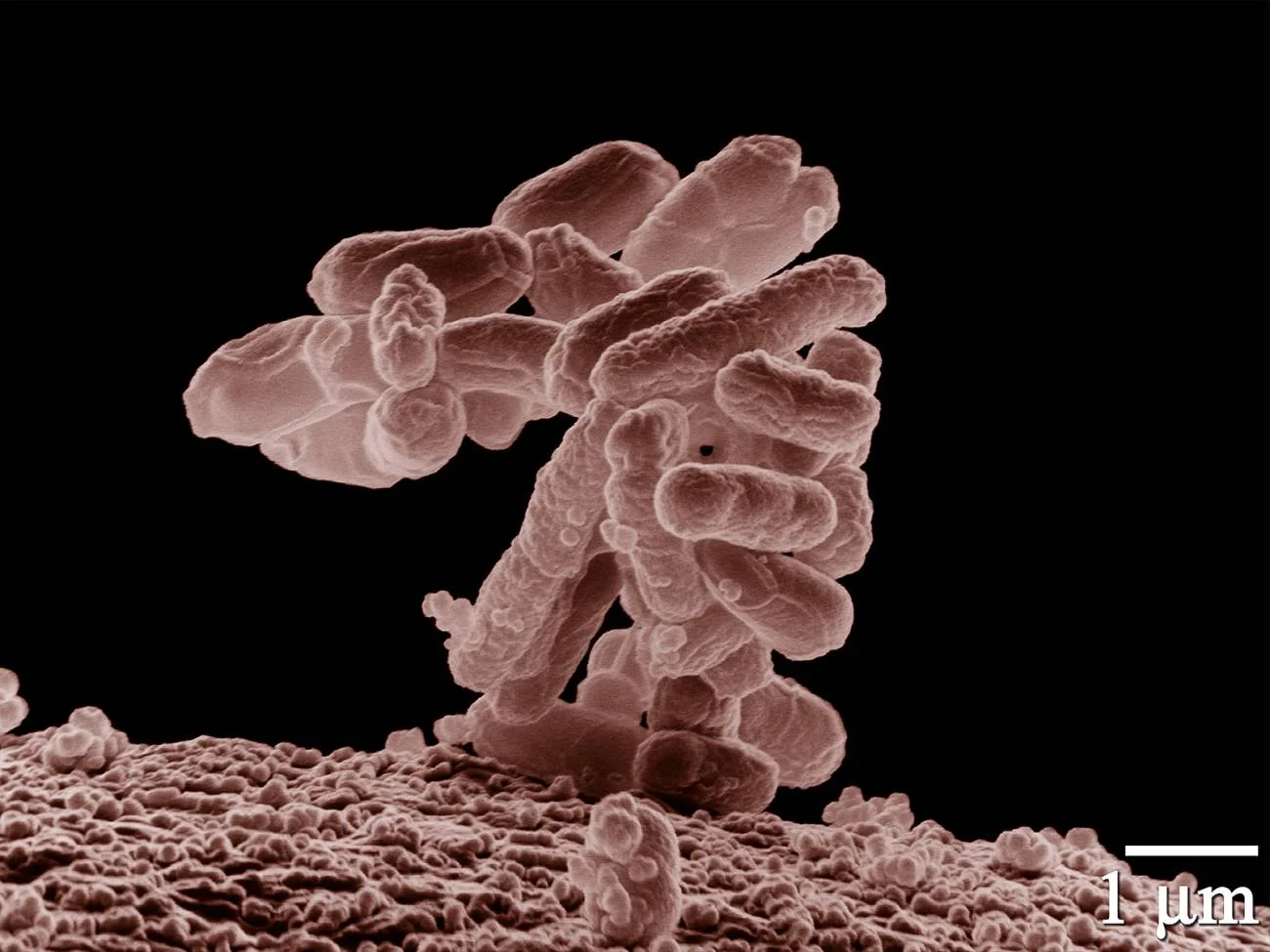 La evolucion de las bacterias puede ser predecible