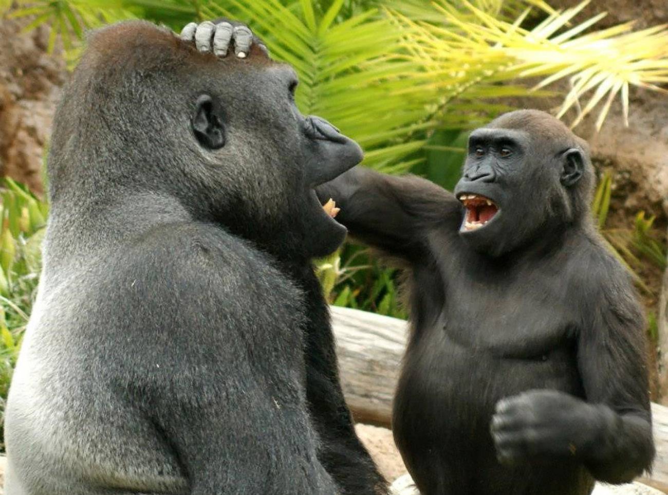 Los simios tambien tienen sentido del humor