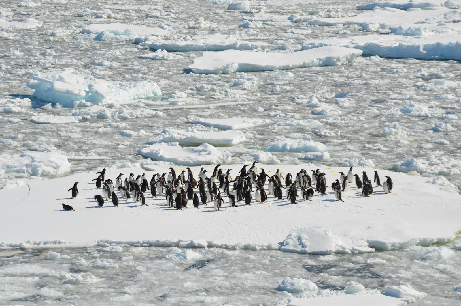 pingüinos blancos y negros en un campo de hielo
