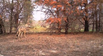 Los lobos de Chernóbil desarrollan un «poder» que puede ayudar a la humanidad