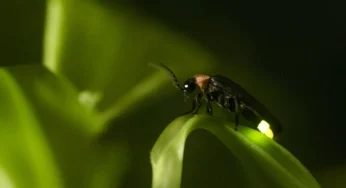 La increíble razón La increíble razón por la que los insectos vuelan alrededor de la luz