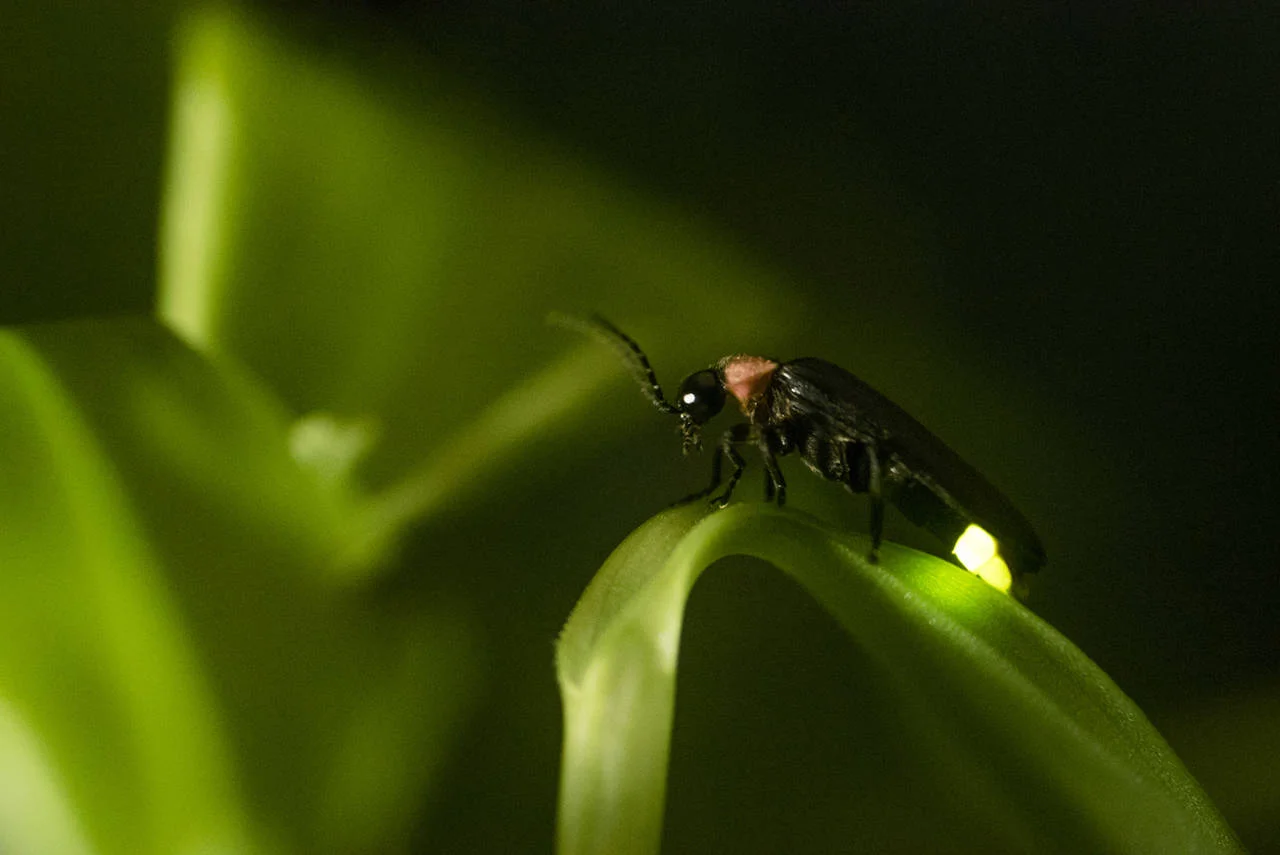 La increíble razón La increíble razón por la que los insectos vuelan alrededor de la luz