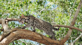 Los bosques fragmentados, un refugio para los mamíferos silvestres que debemos proteger