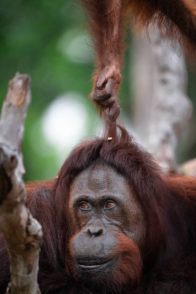 playful behaviour apes