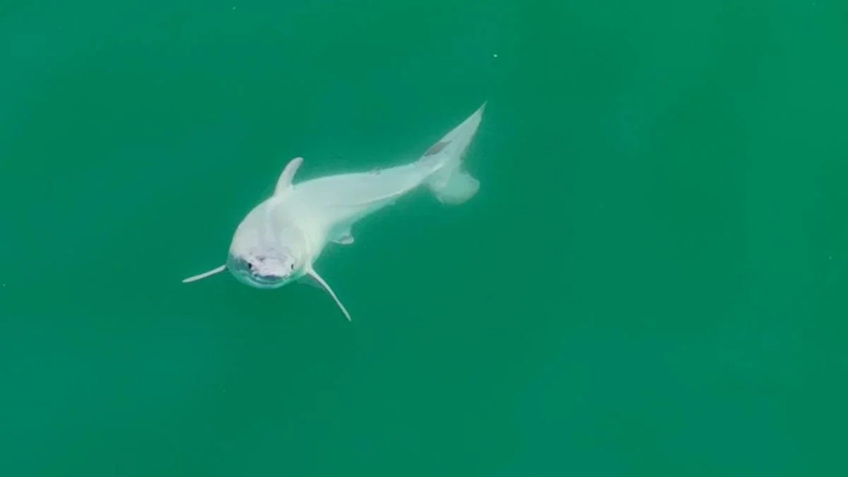Fotografían el nacimiento de un tiburón blanco por primera vez