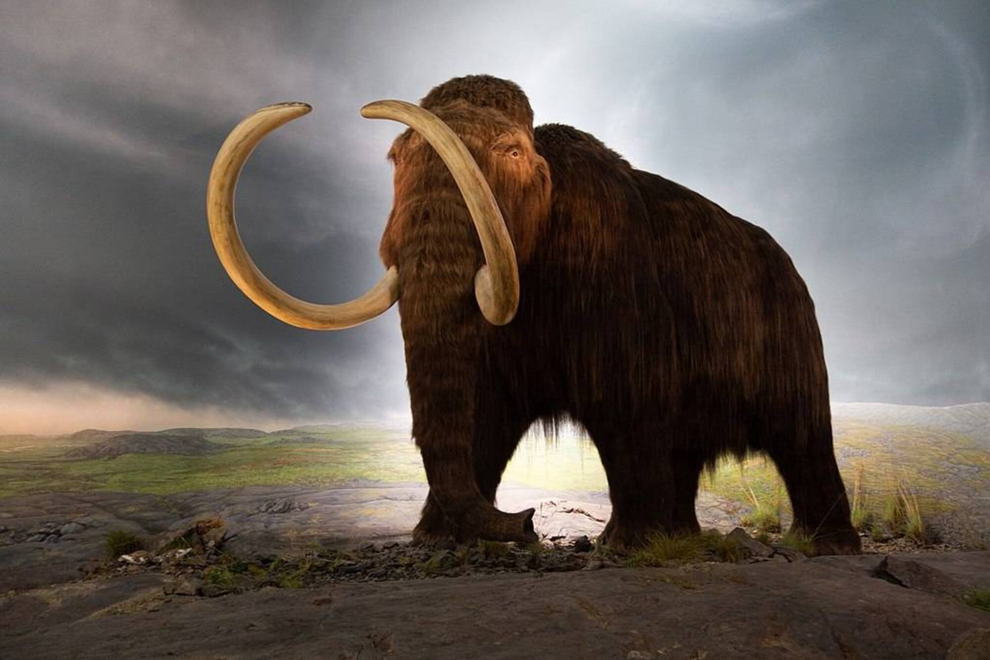 El misterioso suceso que acabó con los últimos mamuts lanudos