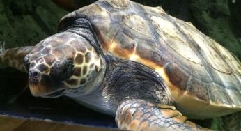 La asombrosa capacidad de orientación magnética de las tortugas bobas