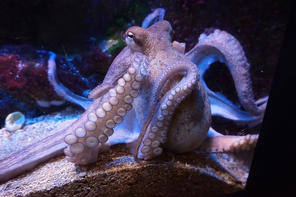 Free octopus image