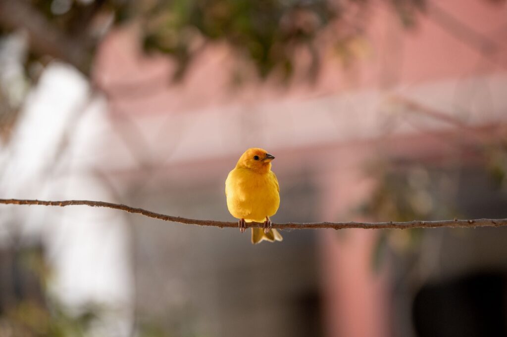bright yellow canary perched on branch outdoors