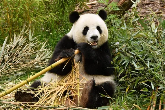 El ultimo oso panda de Europa vivio en la peninsula iberica image 380