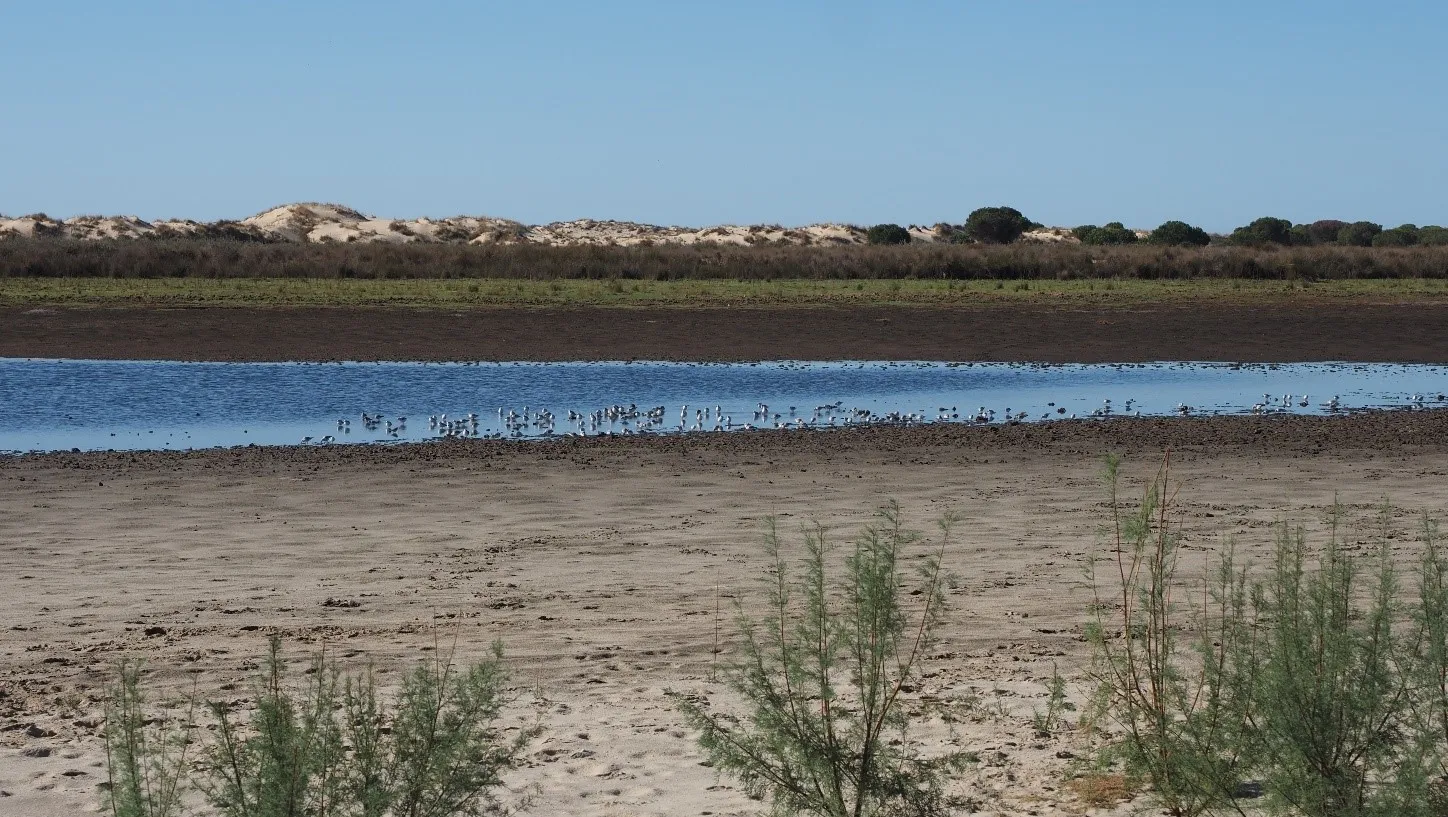 Aves descansando en la laguna de Santa Olalla. Carlos Ruiz EBD CSIC